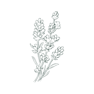 A simple black and white line drawing of a lavender plant with multiple flower stems and elongated leaves on a plain background.