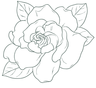 Black and white line drawing of a large, open flower with layered petals and several leaves surrounding it, suitable for coloring.